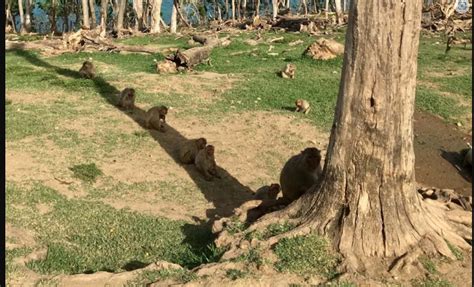 Los monos solidarios que compartieron la sombra de un árbol .